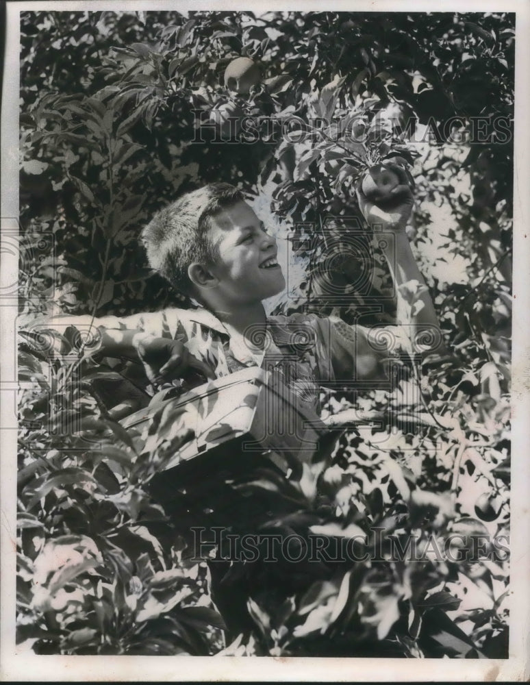 1952 Press Photo Richard Gorski picks apples on Carl Deeks farm in Ohio