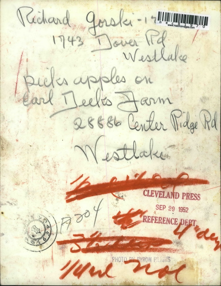 1952 Press Photo Richard Gorski picks apples on Carl Deeks farm in Ohio