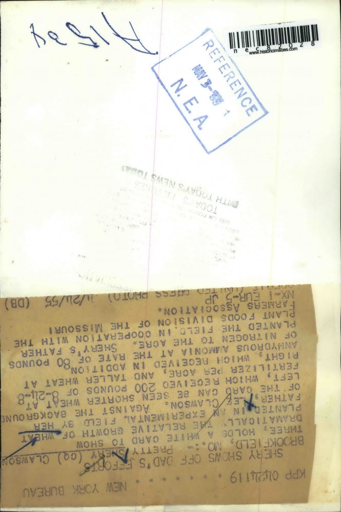 1955 Press Photo Young Shery Clawson shows how tall the wheat has grown in MO.