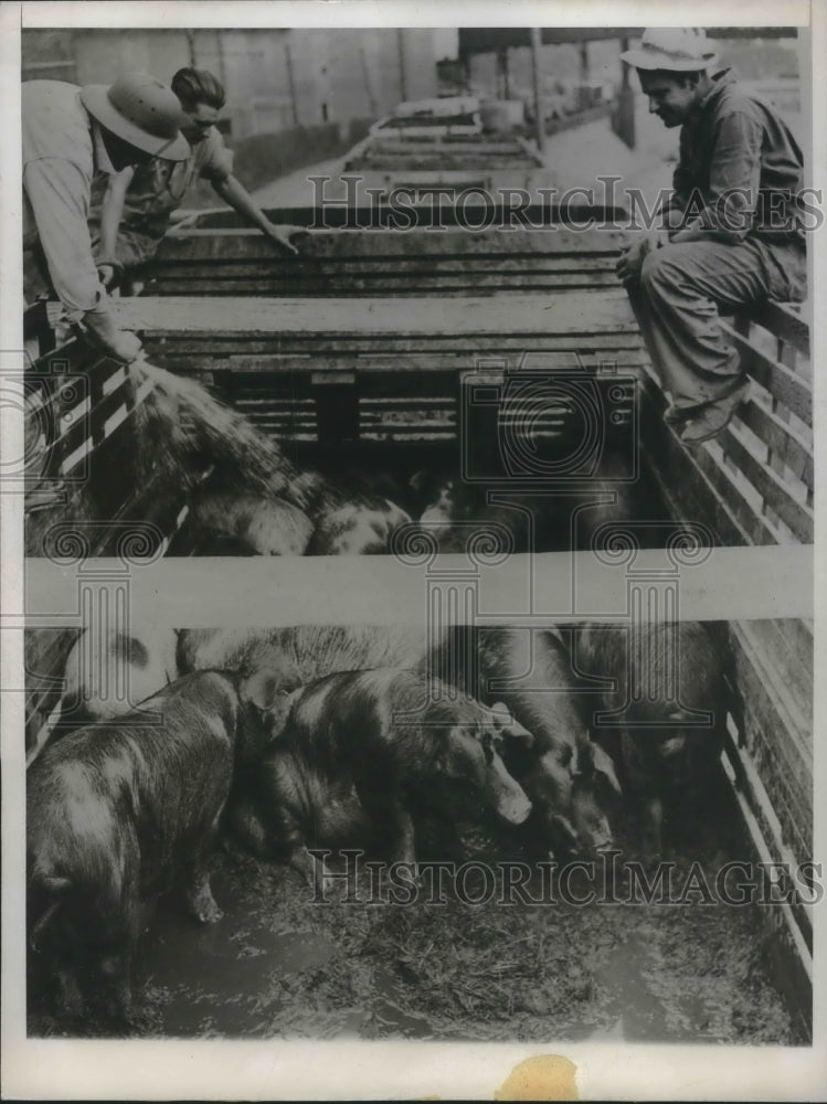 1946 Press Photo City Employees Spray Load of Hogs During Sioux City Heat Wave
