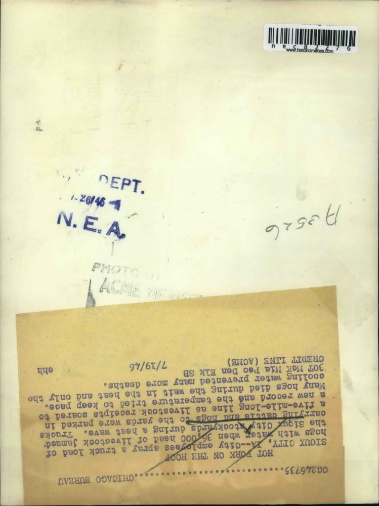 1946 Press Photo City Employees Spray Load of Hogs During Sioux City Heat Wave