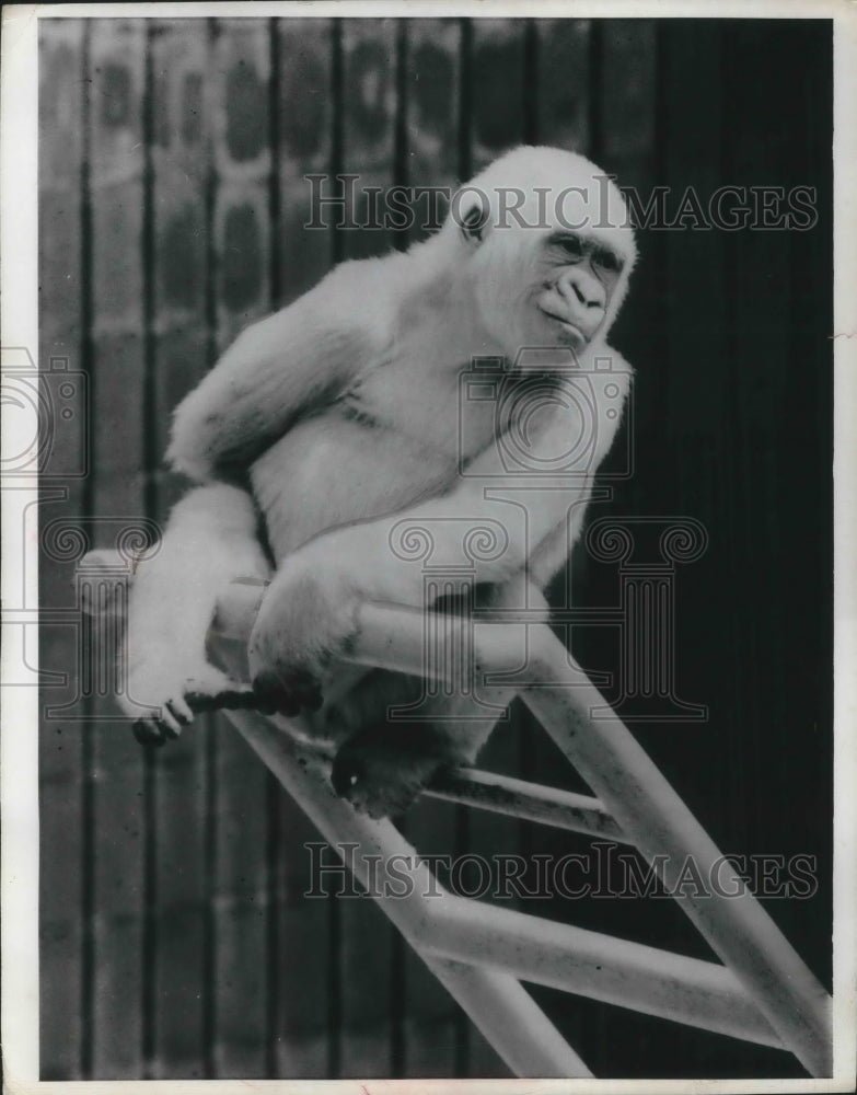 1968 Press Photo The only white gorilla known to science