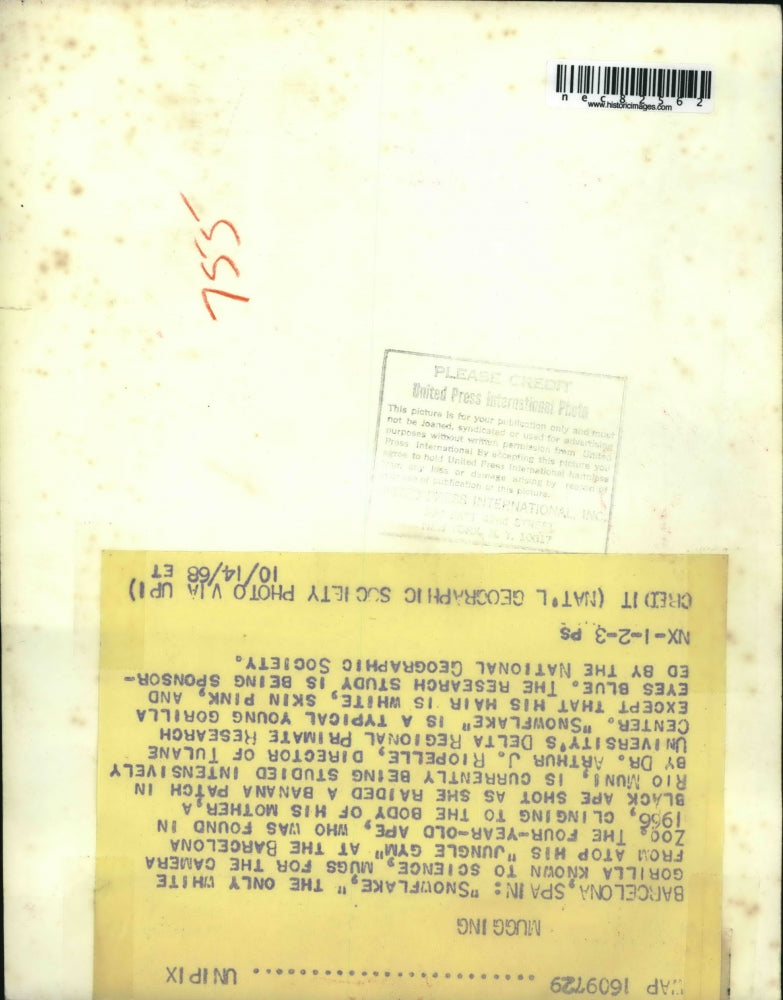 1968 Press Photo The only white gorilla known to science