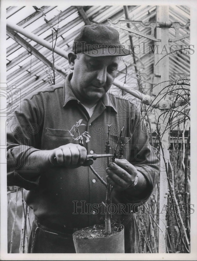 1967 Press Photo Ted Carosello of Carosello's Nursery