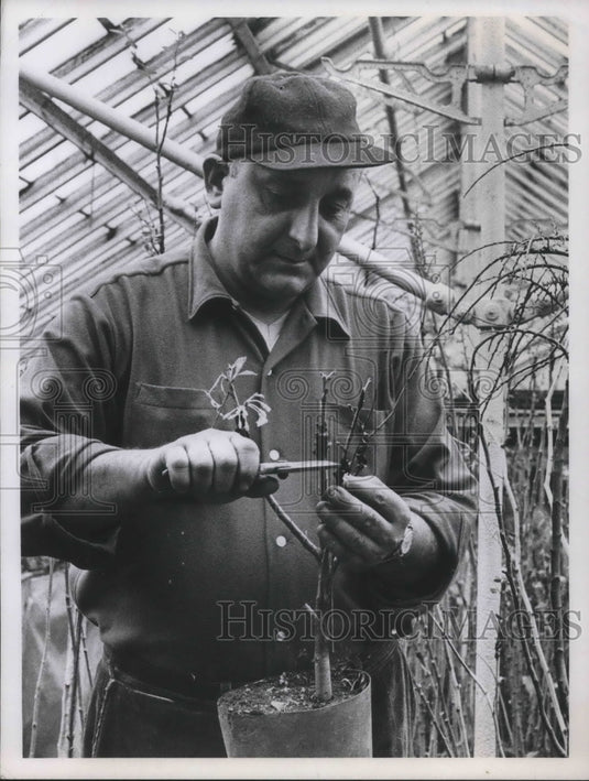 1967 Press Photo Ted Carosello of Carosello's Nursery