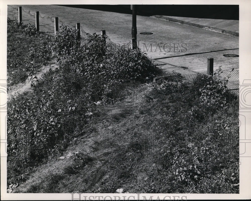 1947 Press Photo View of Fencing Torn So Spectators Could Pass Through