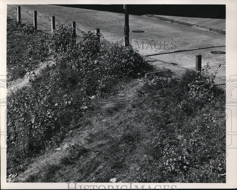 Load image into Gallery viewer, 1947 Press Photo View of Fencing Torn So Spectators Could Pass Through
