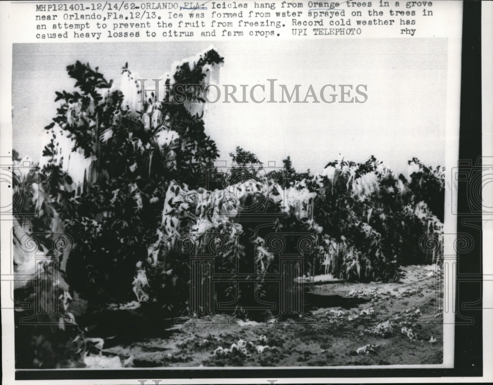 1962 Press Photo icicles hang from orange trees near Orlando, FL in record cold