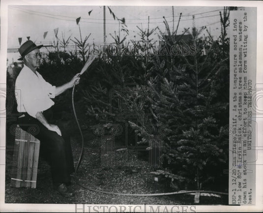 1955 Press Photo Irvin Amick Christmas tree Salesman watering down his Tree.