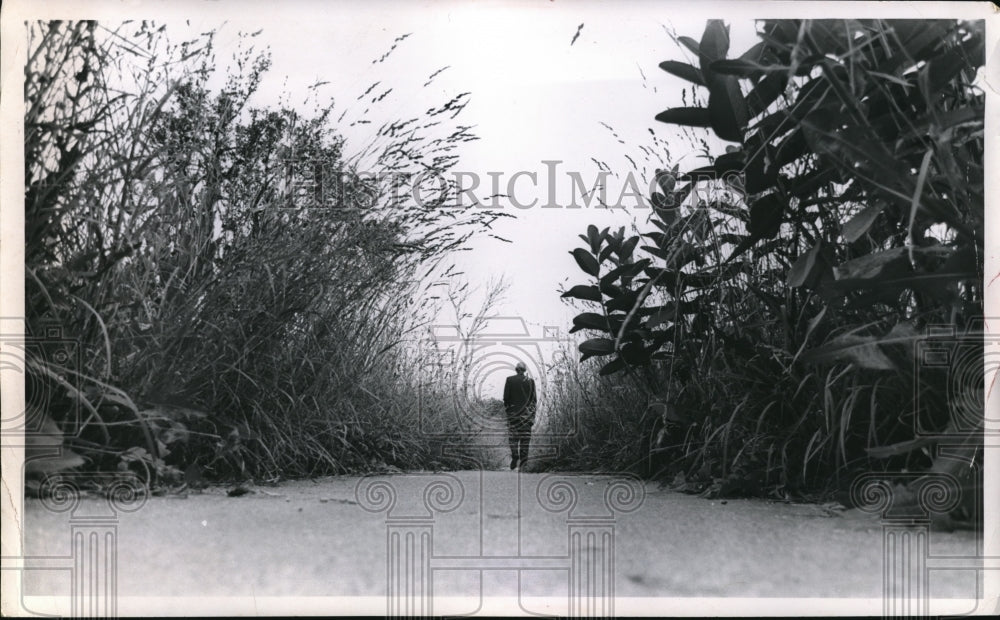 1970 Press Photo High Grass along sidewalks at proposed Highway in Cleveland