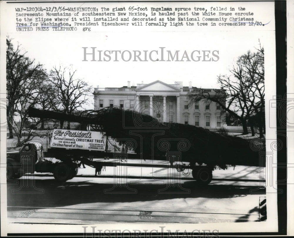 1956 Press Photo WAsh DC 65 ft Christmas tree for the White House lawn