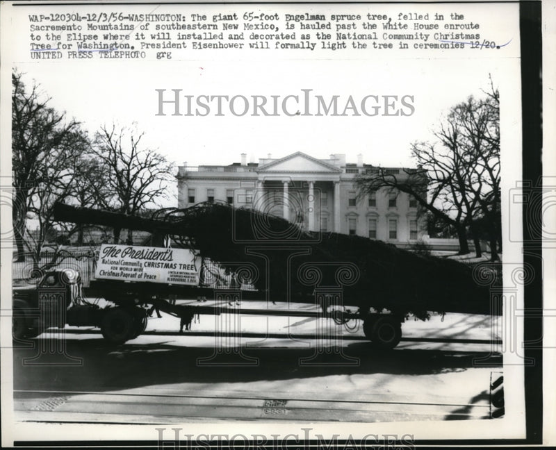 Load image into Gallery viewer, 1956 Press Photo WAsh DC 65 ft Christmas tree for the White House lawn
