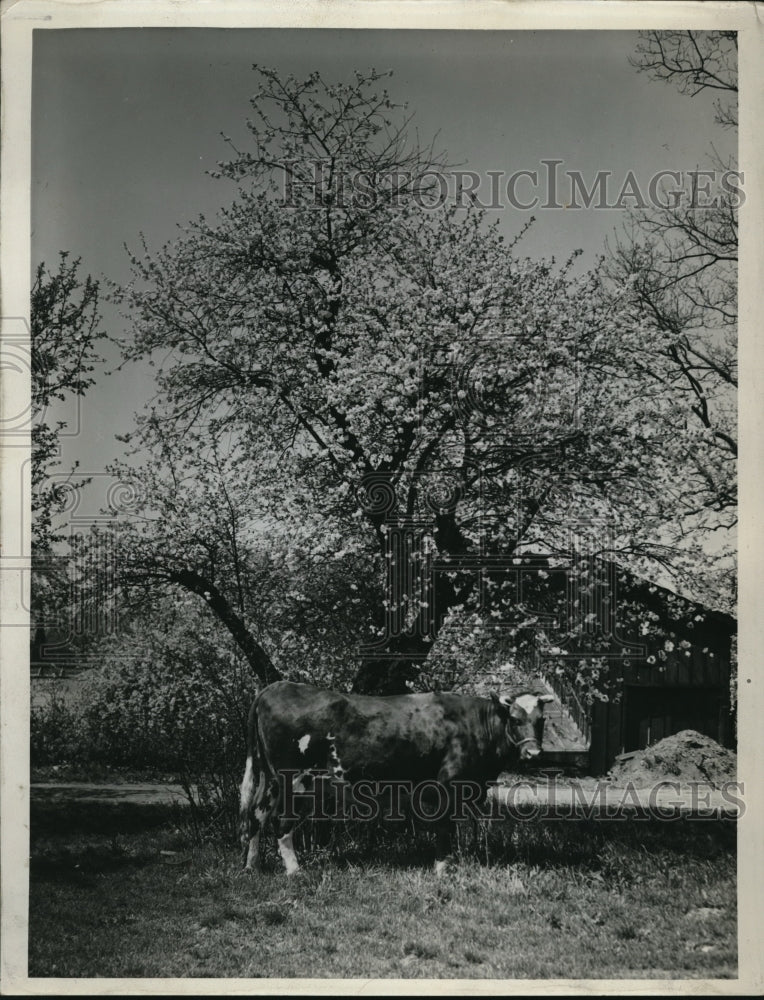 1941 Press Photo A look at one of the Cows on the Sunfett Farm in Cleveland Ohio
