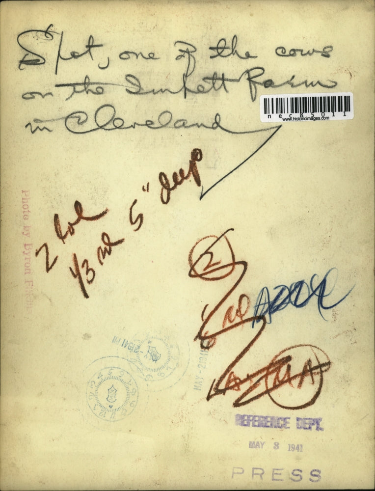 1941 Press Photo A look at one of the Cows on the Sunfett Farm in Cleveland Ohio