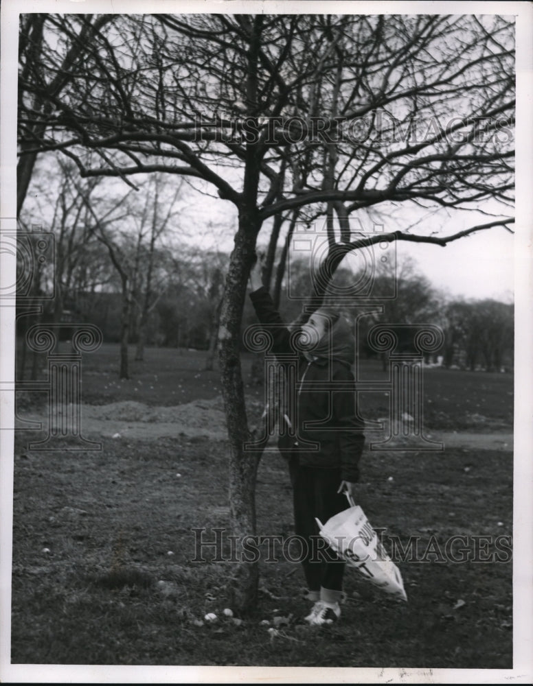 Load image into Gallery viewer, 1957 Press Photo Lynn Popik age 9 with a fruit tree in Cleveland

