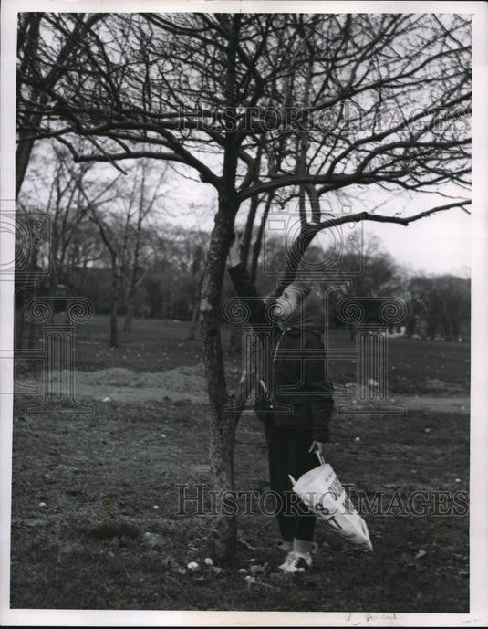 1957 Press Photo Lynn Popik age 9 with a fruit tree in Cleveland
