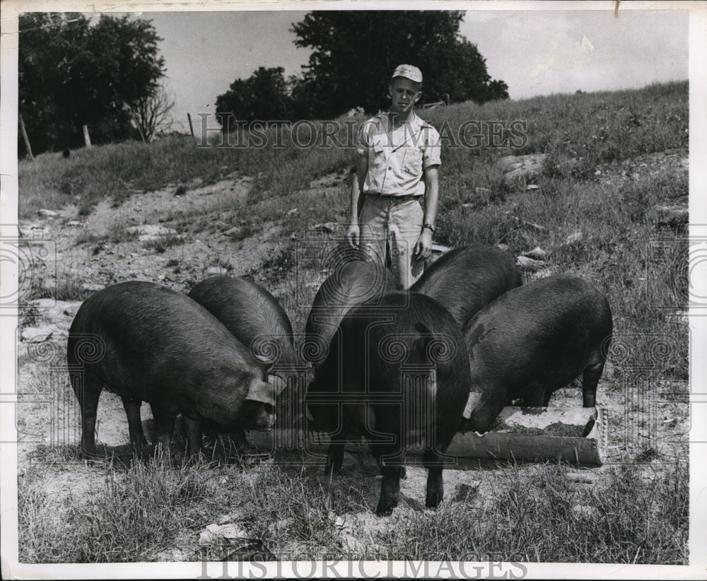 1955 Press Photo Joe Moore feeds his Duroc Jersey Hogs