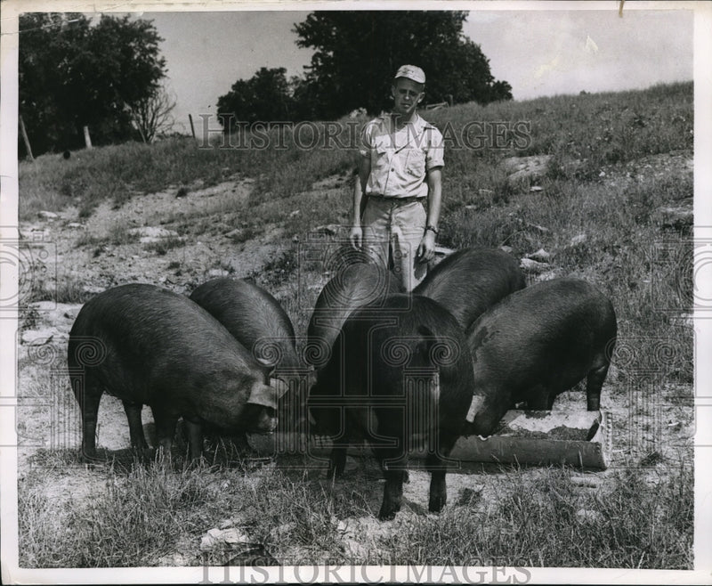 Load image into Gallery viewer, 1955 Press Photo Joe Moore feeds his Duroc Jersey Hogs
