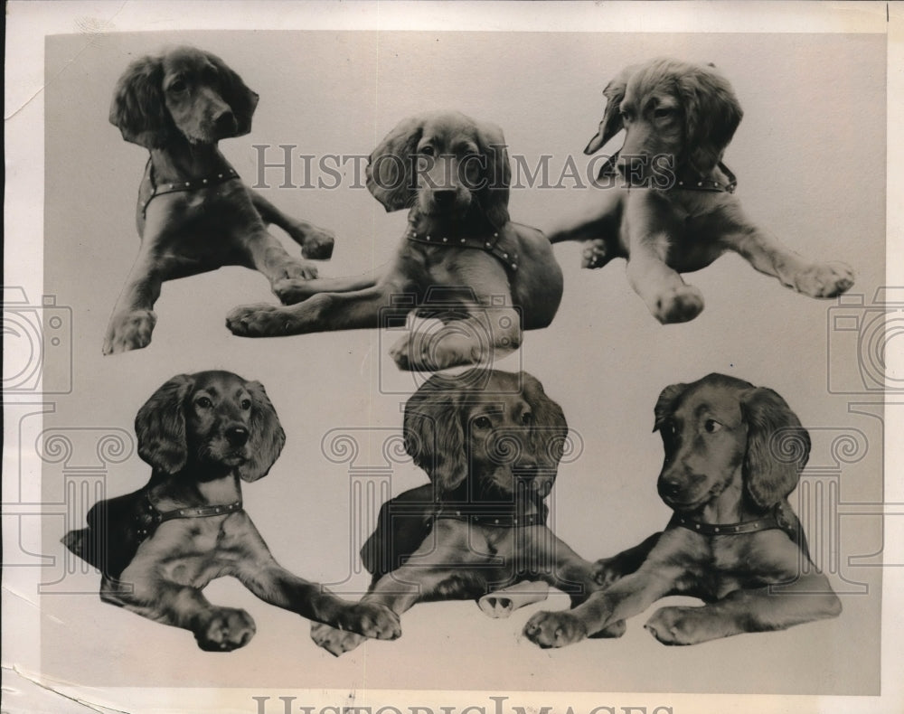 1940 Press Photo Irish Setter puppy owned by Bruce Bacon, Rockville NY- Historic Images