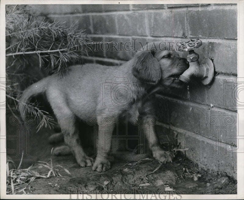 Load image into Gallery viewer, 1958 Press Photo Puppy drinking from a water Faucet in a back yard
