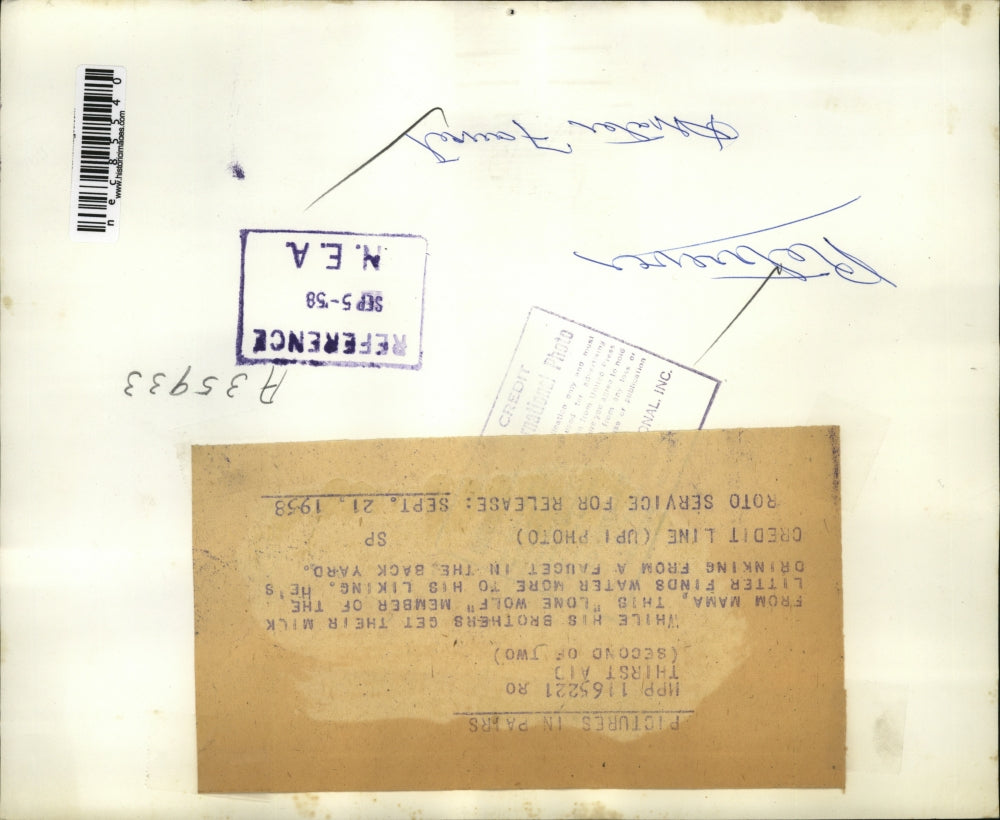 1958 Press Photo Puppy drinking from a water Faucet in a back yard