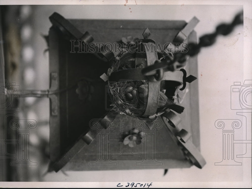 1937 Press Photo A robin in her nest at an ,Ill bank entrance