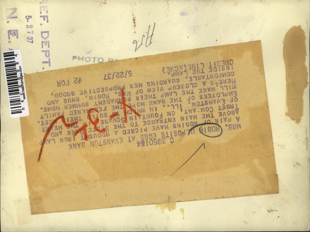 1937 Press Photo A robin in her nest at an ,Ill bank entrance