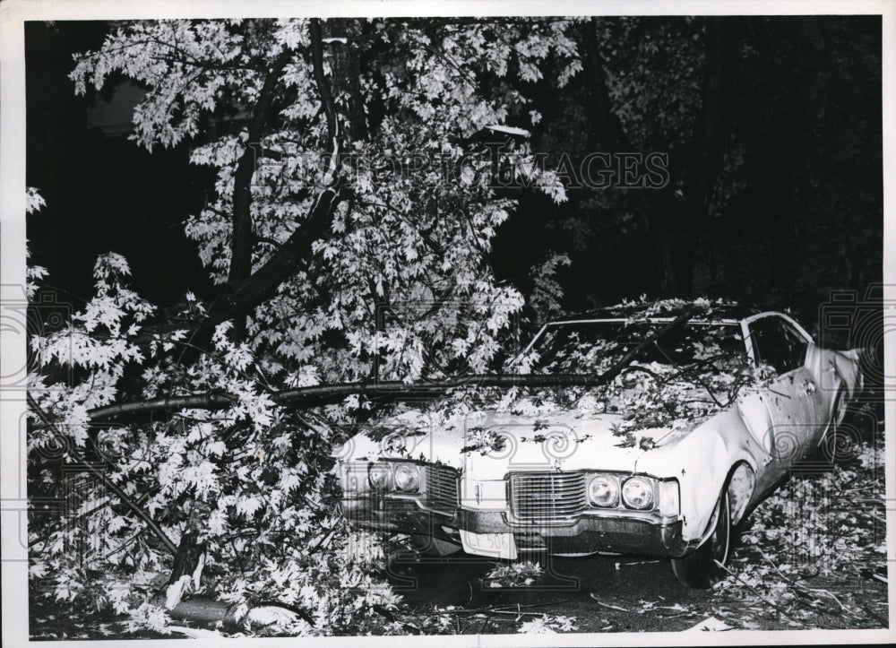 1969 Press Photo Whites Oldsmobile partialy covered by a tree- Historic Images