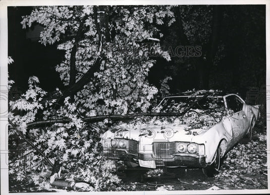 1969 Press Photo Whites Oldsmobile partialy covered by a tree- Historic Images