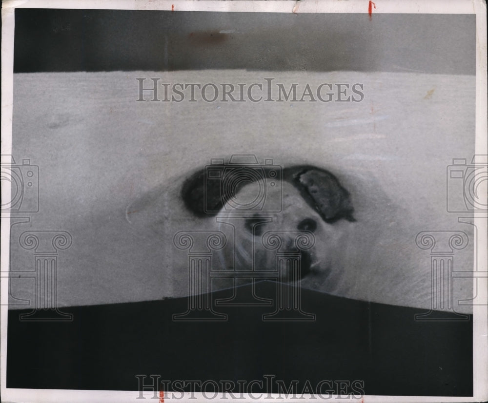 1954 Press Photo A perfect dog's head by knots in the wood for basket-making