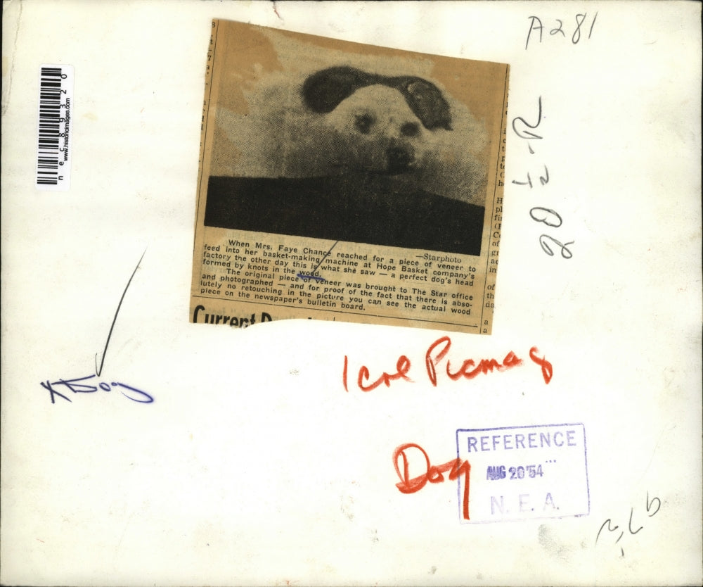 1954 Press Photo A perfect dog's head by knots in the wood for basket-making