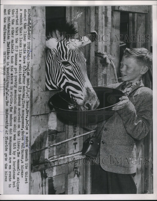 1953 Press Photo John Douglas on zebra quench its thirst aboard the liner Media