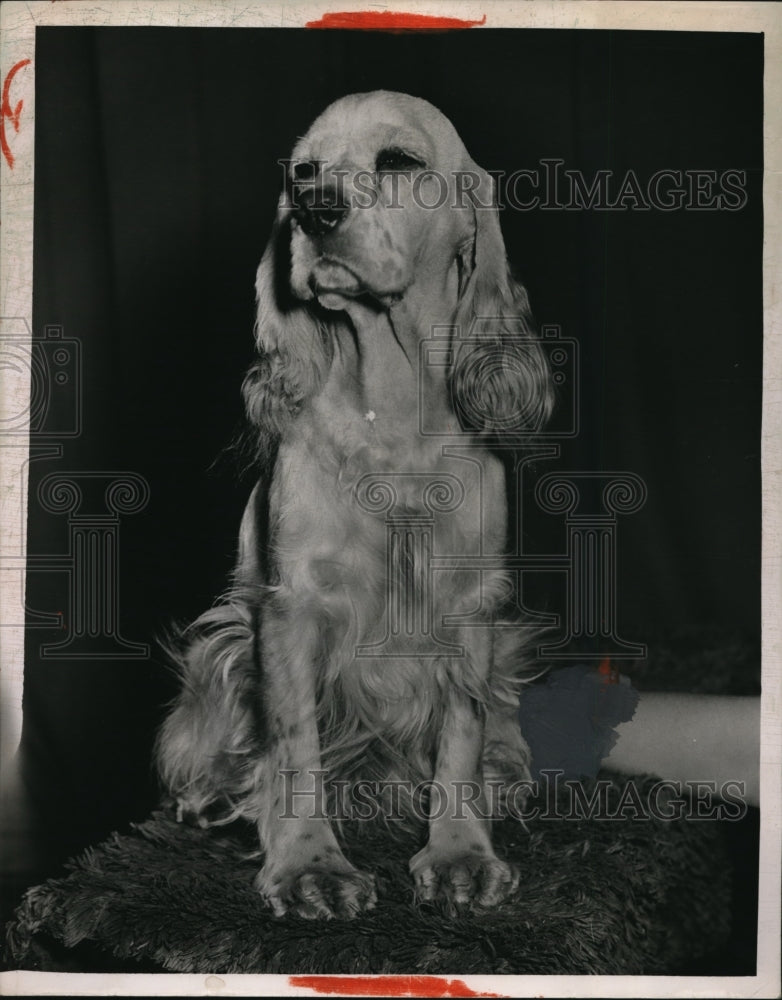 Load image into Gallery viewer, 1949 Press Photo Holdridge's Confetti Cocker Spaniel Puppy

