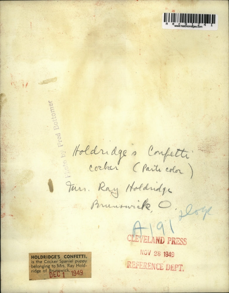 1949 Press Photo Holdridge's Confetti Cocker Spaniel Puppy