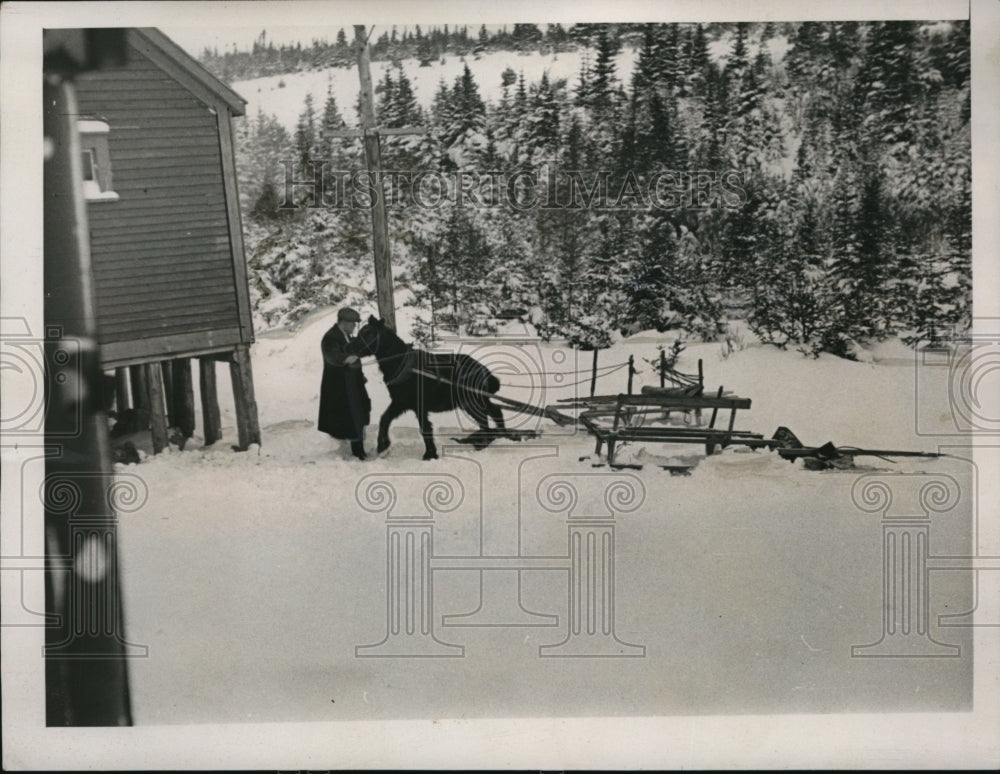 1941 Press Photo Argentia Newfoundland Canada Pony Sleigh Snow- Historic Images