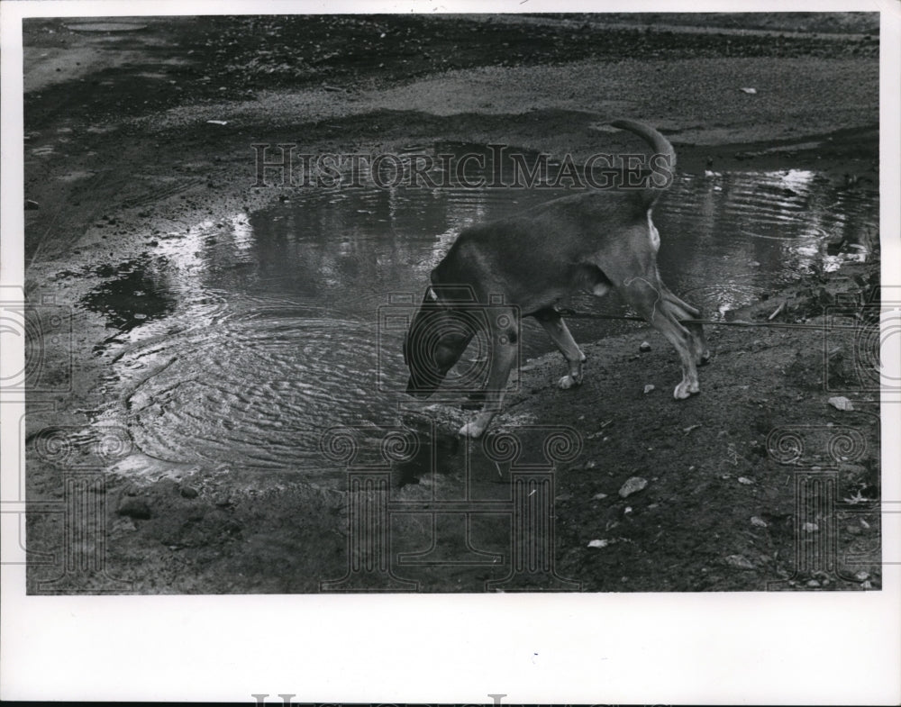 1967 Press Photo The thirsty dog tries to drink water from the street