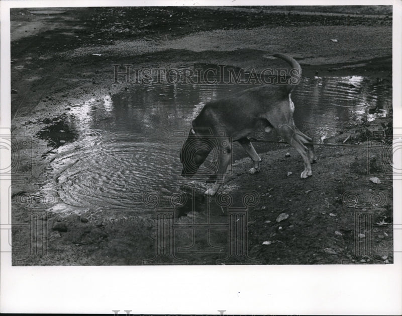 Load image into Gallery viewer, 1967 Press Photo The thirsty dog tries to drink water from the street
