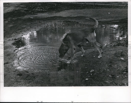 1967 Press Photo The thirsty dog tries to drink water from the street