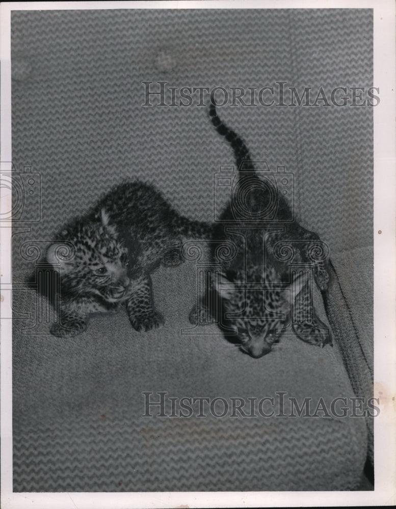 Load image into Gallery viewer, 1955 Press Photo Two cute baby leopards wandering in a sofa
