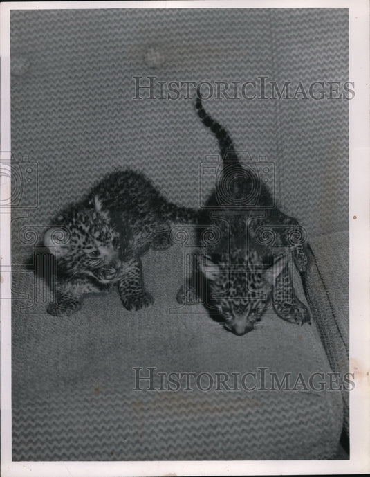 1955 Press Photo Two cute baby leopards wandering in a sofa