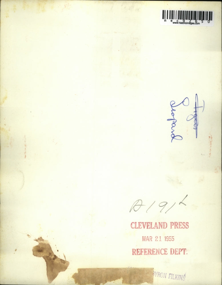 Load image into Gallery viewer, 1955 Press Photo Two cute baby leopards wandering in a sofa
