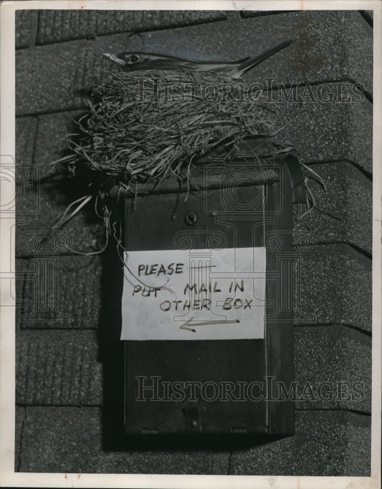 1945 Press Photo Robin making residence on mailbox at ER Farland's home