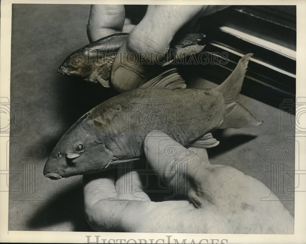 1938 Press Photo A closeup view of samll fish that snakes sometimes eat