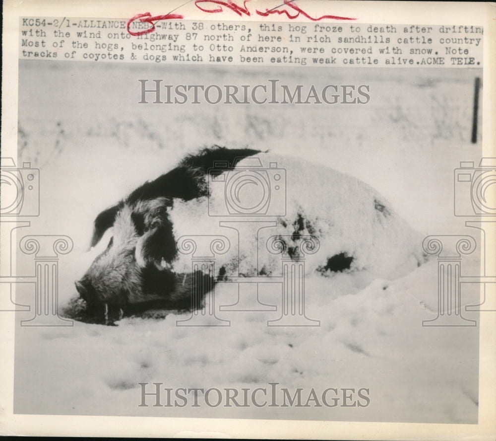 1949 Press Photo Alliance Nebraska hogs frozen to death in snow blizzard