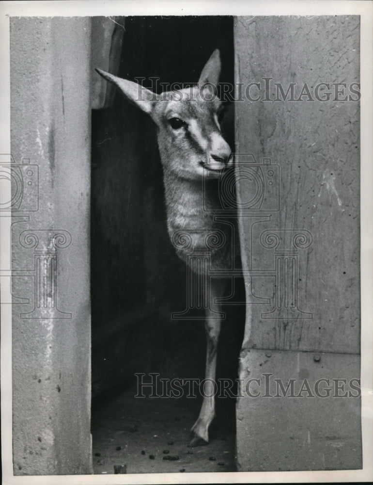 1958 Press Photo Gazelle Peaks at the London Zoo