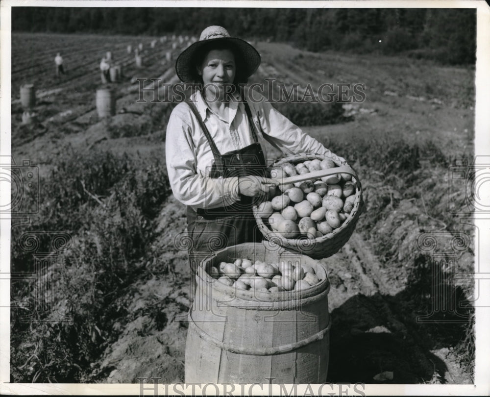 1942 Press Photo Maine Victor King  picking potatos- Historic Images