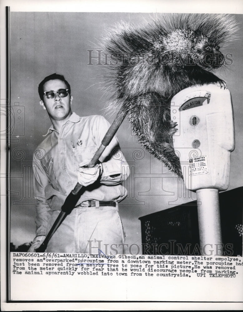 1961 Press Photo Animal Control employee Wayne Gibson removes porcupine