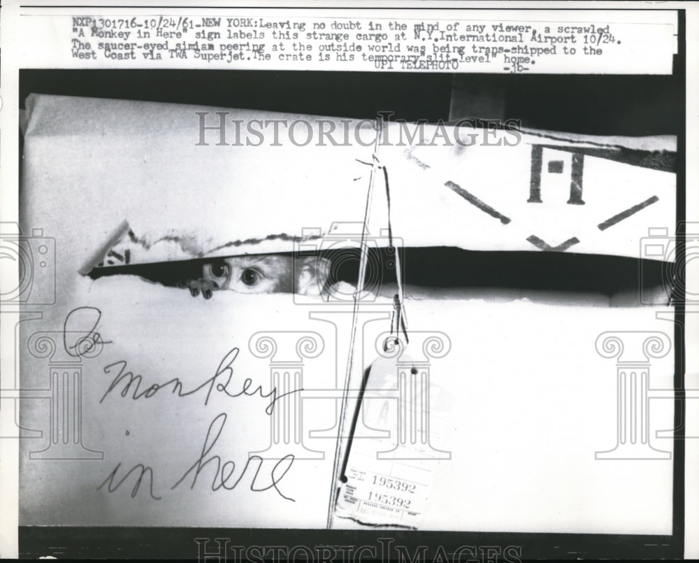 1961 Press Photo Simian Monkey Peers Out of Shipping Crate on TWA Plane