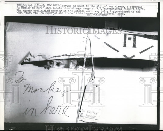 1961 Press Photo Simian Monkey Peers Out of Shipping Crate on TWA Plane