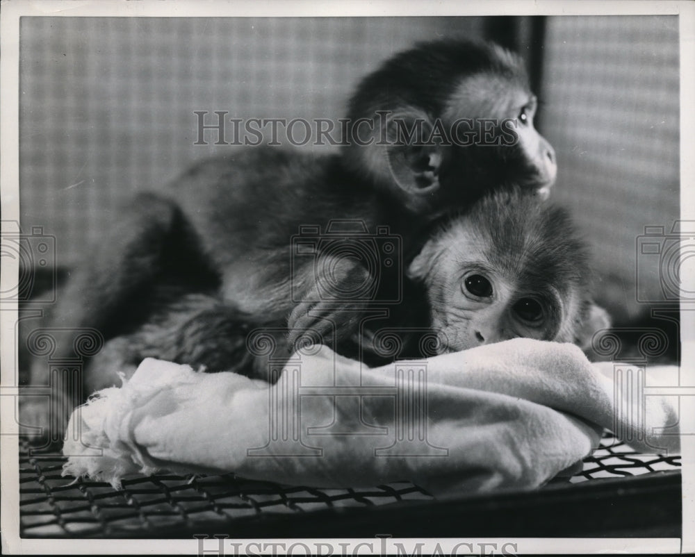 1959 Press Photo Two spider monkeys at Univ of Wisconsin